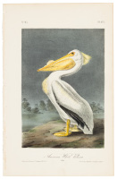 American White Pelican - Male
