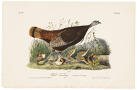 Wild Turkey - Female & Young