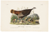 Wild Turkey - Female & Young
