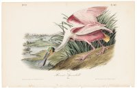 Roseate Spoonbill (Male)