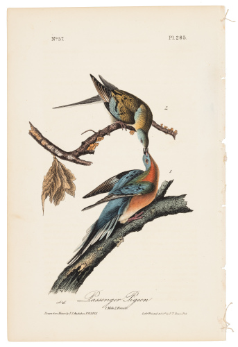 Passenger Pigeon