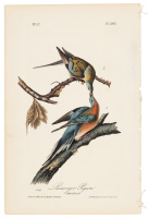 Passenger Pigeon