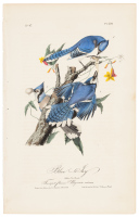 Blue Jay