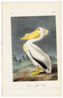 American White Pelican - Male