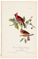 Common Cardinal Grosbeak