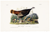 Wild Turkey - Female & Young