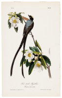 Fork-tailed Flycatcher