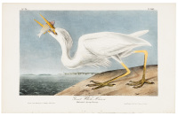 Great White Heron