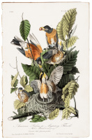 American Robin or Migratory Thrush Male 1 Female 2 and young