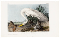 Great American White Egret