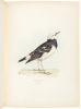 A Fasciculus of the Birds of China - 2