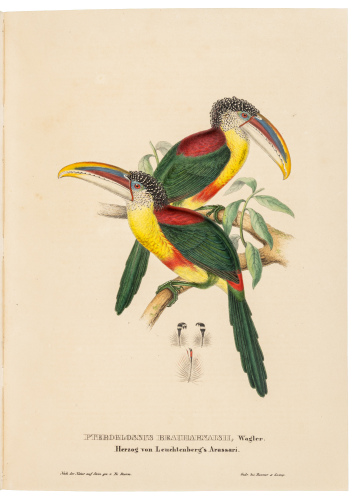 J. Gould's Monographie der Ramphastiden oder Tukanartigen Voegel
