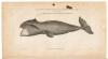 American Natural History - 4