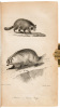 American Natural History - 5