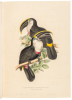 J. Gould's Monographie der Ramphastiden oder Tukanartigen Voegel - 4