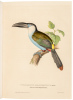 J. Gould's Monographie der Ramphastiden oder Tukanartigen Voegel - 5