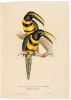 J. Gould's Monographie der Ramphastiden oder Tukanartigen Voegel - 6