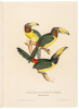 J. Gould's Monographie der Ramphastiden oder Tukanartigen Voegel - 7