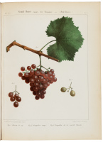 Amp&eacute;lographie Rh&eacute;nane ou Description Caract&eacute;ristique, Historique, Synonymique, Agronomique et &Eacute;conomique des C&eacute;pages les Plus Estim&eacute;s...