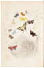 Episodes of Insect Life - 3