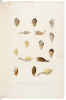 Zoologie [from] Voyage au Pole Sud et dans l'Oc&eacute;nie sur les Corvettes l'Astrolabe et la Z&eacute;le&eacute; Pendant les Ann&eacute;es 1837-1838-1839-1840 - 2