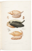 Zoologie [from] Voyage au Pole Sud et dans l'Oc&eacute;nie sur les Corvettes l'Astrolabe et la Z&eacute;le&eacute; Pendant les Ann&eacute;es 1837-1838-1839-1840 - 3