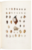 Zoologie [from] Voyage au Pole Sud et dans l'Oc&eacute;nie sur les Corvettes l'Astrolabe et la Z&eacute;le&eacute; Pendant les Ann&eacute;es 1837-1838-1839-1840 - 4