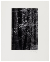 Tree Song