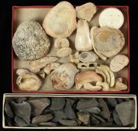 Lot of Shell and Basalt Fragments – ex Leo Fortess Collection