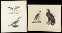 Approximately 60 hand-colored lithographs of birds