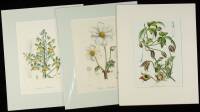 16 colored lithographs of plants & flowers