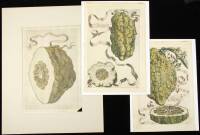 Three hand-colored copperplate engravings of Citrus