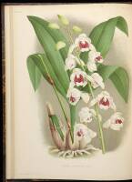 Lindenia Iconographie des Orchid&eacute;es