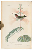Les Trochilid&eacute;es ou Les Colibris et Les Oiseaux-Mouches...