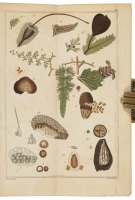 An Introduction to the Study of Cryptogamous Plants. In Letters