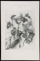 Encyclopedie Florale