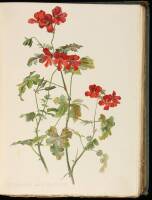 Flora and Sylva: A Monthly Review for Lovers of Garden, Woodland, Tree or Flower; New and Rare Plants, Trees, Shrubs, and Fruits; the Garden Beautiful, Home Woods, and Home Landscape