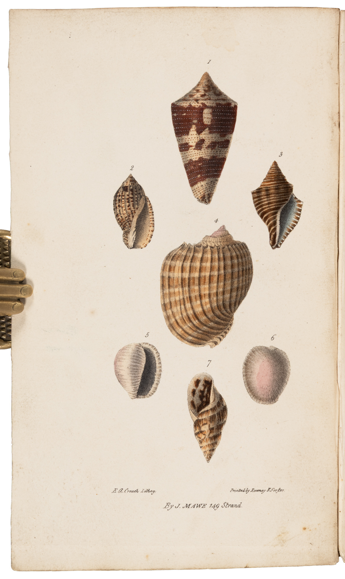 The Linnaean System of Conchology, Describing the Orders, Genera, and ...