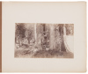Album of twenty photographs of a hunting and fishing trip near Mount Lassen in the late 19th century - 3