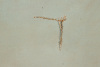 Two late nineteenth-century landscape paintings of California - 2