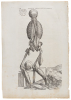 Original printed leaf from the first edition of De humani corporis fabrica, with full-page anatomical woodcut