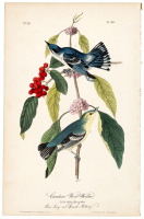 Cerulean Wood-Warbler