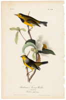 Bachman's Swamp-Warbler