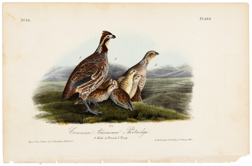 Common American Partridge