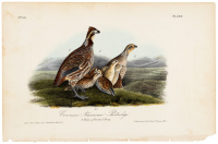 Common American Partridge