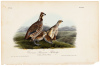 Common American Partridge