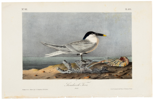 Sandwich Tern