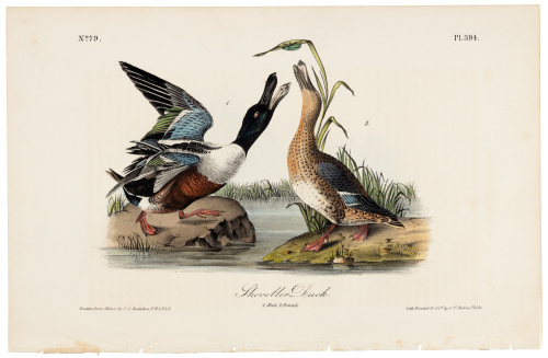 Shoveller Duck