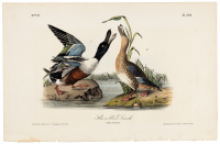 Shoveller Duck