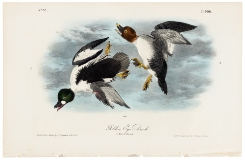 Golden Eye Duck